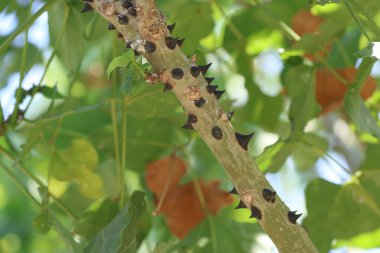 Erythrina lysistemon, bezelye familyasından bir yaprak döken ağaçtır.