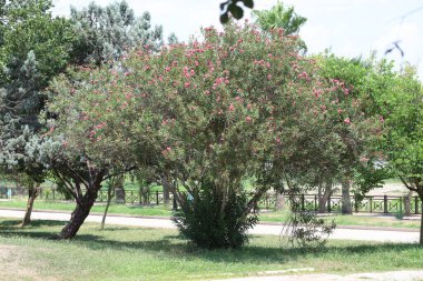 Neryum zakkum bir parkta çalılık  