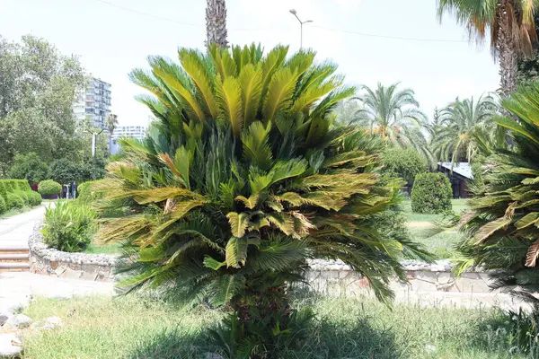 Cycas, Sikad familyasından Cycadaceae familyasından bir sikad cinsidir. 