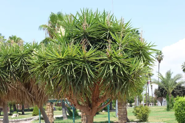 stock image Yucca is a genus of perennial shrubs and trees in the family Asparagaceae