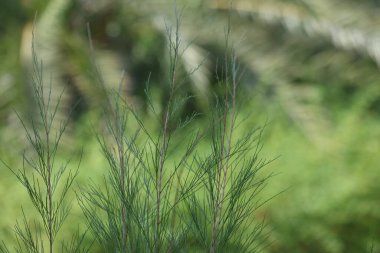 branch of Casuarina cunninghamiana which is a species of flowering plant in the family Casuarinaceae clipart