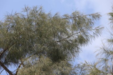 Casuarina cunninghamiana, Casuarinaceae familyasından bir bitki türü.