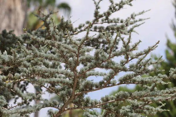 stock image Cedrus atlantica, known as Atlantic cedar or Blue Atlas cedar tree.