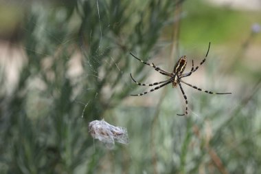 Avını saran Argiope Amoena (altın örümcek)