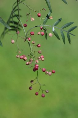 leaves and peppercorns of false pepper tree clipart