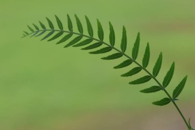 close up of leaves of false pepper tree clipart