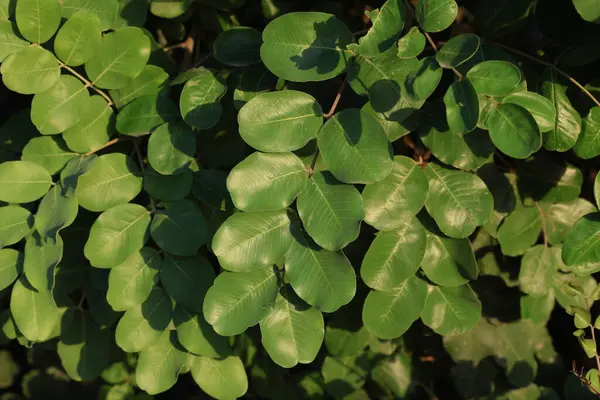 stock image carob tree (Ceratonia siliqua L) leaves