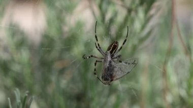 Avını saran Argiope Amoena (altın örümcek)