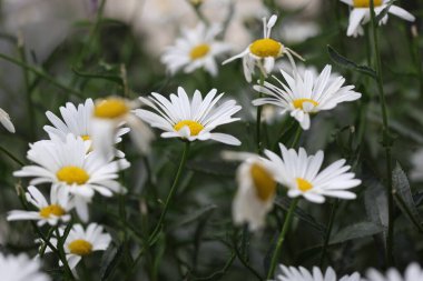 Shasta papatyasını kapat (Leucanthemum)