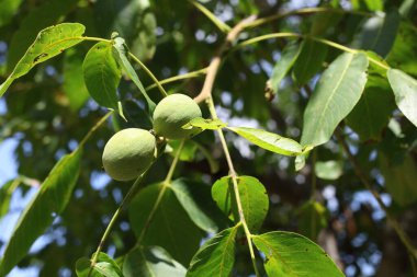 Ağaçta yeşil cevizler