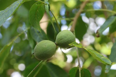 Ağaçta yeşil cevizler