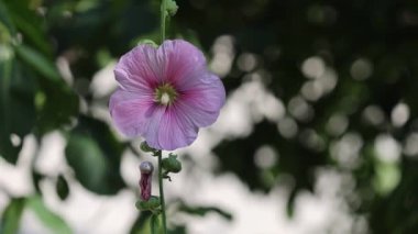 Alcea setosa 'nın pembe çiçeği Tüylü gülhokus olarak bilinir.