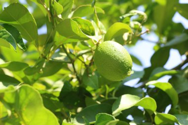 Üç deyince olgun yeşil limon meyvesi