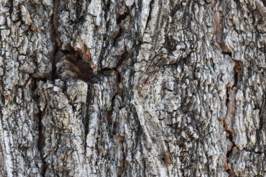 Ulmus minör kabuk dokusu