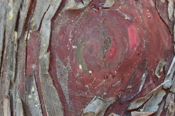 stock image bark texture of african juniper (tetraclinis articulata)