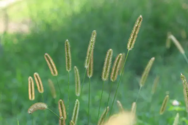 stock image Setaria pumila is a species of grass.