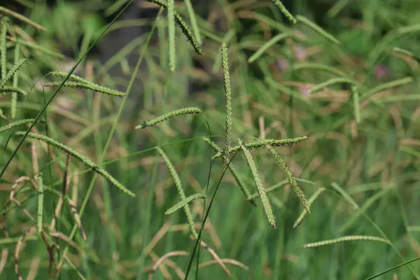 stock image close up of wild paspalum sp plant