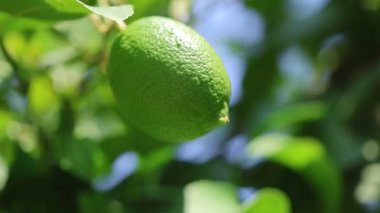 Üç deyince olgun yeşil limon meyvesi