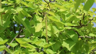 Catalpa bignonioides, Catalpa familyasından bir kuş türü.