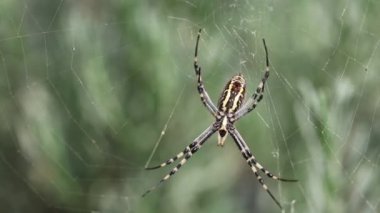 Argiope Amoena (Altın Örümcek) bir av bekliyor