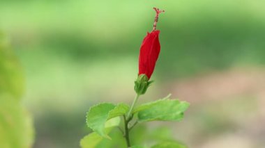  uyku engeli çiçeği (Türk şapkası mallow))