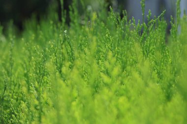 Thuja Orientalis yaprakları. Seçici odak