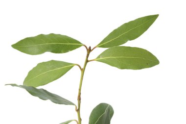 Bir defne bitkisinin beyaz üzerine izole edilmiş dalı