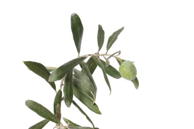 Beyaz arkaplanda zeytin ağacının dalı