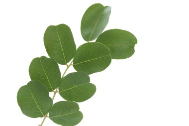 Keçiboynuzu yaprakları beyaz arkaplanda izole