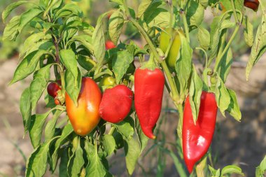 Kırmızı capias biber üretimi sahada