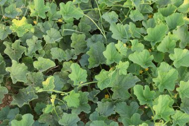 Yabani salatalık (salatalık sativus var. hardwickii) 