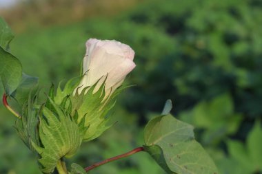 Pamuk çiçeklerini kapatın.