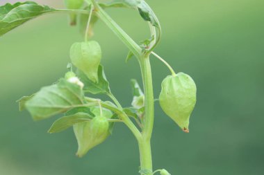 Yazın kiraz (Physalis).