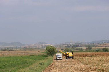 Türkiye 'nin Cukurova İlçesinde mısır hasadı