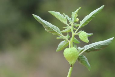 Yapraklar, çiçekler ve kiraz ağacının meyveleri (Physalis)