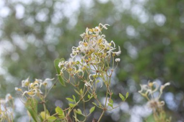 Yabani bir klematitin çiçekleri, düğünçiçeği familyasından yaklaşık 380 tür, Ranunculaceae..