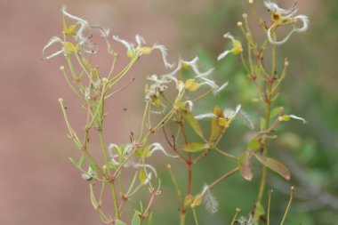 Yabani bir klematitin çiçekleri, düğünçiçeği familyasından yaklaşık 380 tür, Ranunculaceae..