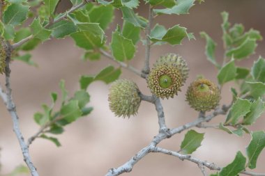 Quercus coccifera, çullukgiller (Felidae) familyasından bir çalı türü.
