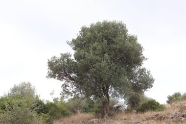 Akdeniz 'de yabani zeytin ağacı