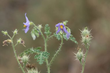 Solanum virginianum is a medicinal plant used mostly in India clipart