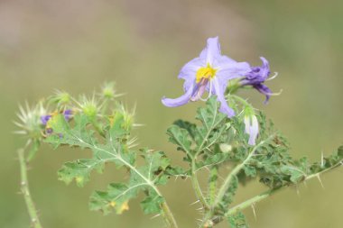 Solanum virginianum is a medicinal plant used mostly in India clipart