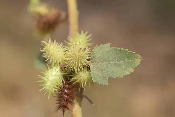 stock image xanthium strumarium (rough cocklebur) is a species of annual plants of the family Asteraceae