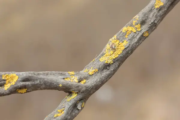 stock image tree branch with yellow lichen