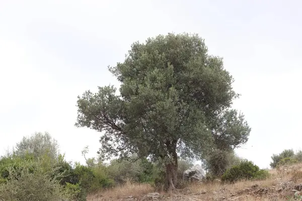 Akdeniz 'de yabani zeytin ağacı