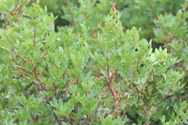 stock image Pistacia lentiscus is a dioecious evergreen shrub or small tree of the genus Pistacia native to the Mediterranean Basin