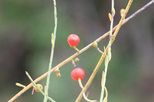 stock image Osyris alba is a small perennial plant in the genus Osyris belonging to the Santalaceae family.