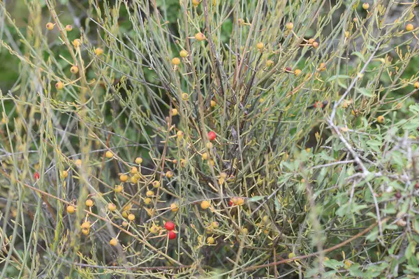 stock image Osyris alba is a small perennial plant in the genus Osyris belonging to the Santalaceae family.