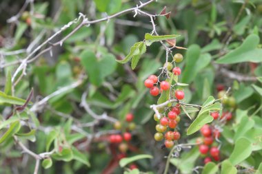 Smilax aspera, esnek ve narin bir sapı ve sivri dikenleri olan, her daim yeşil bir tırmanıcıdır.