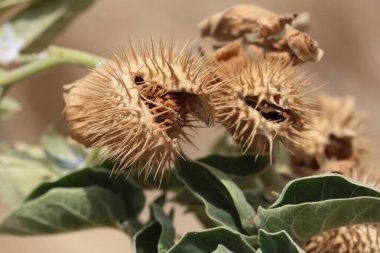 Datura yaprakları ve tohum kabukları