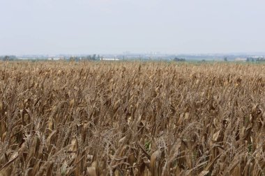 Kuru mısır bitkileri alanında